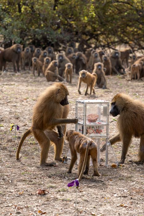 Guinea baboons in Senegal