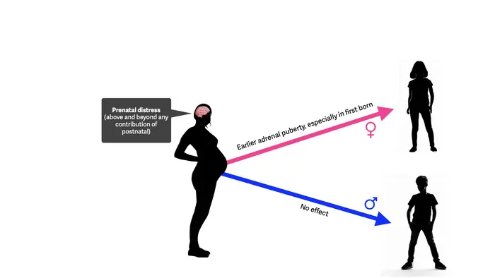 Visual for: Stress during pregnancy can lead to early maturation of first-born daughters