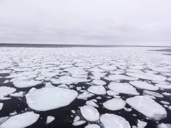 Sea ice