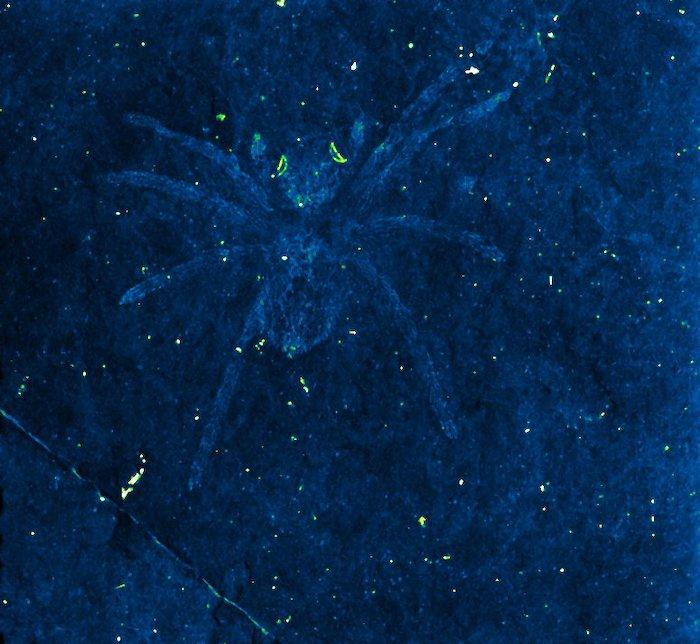Glowing Spider Eyes, Revealed by Fossil Preserved in Rock