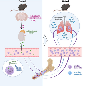 The effect of fasting on immunity