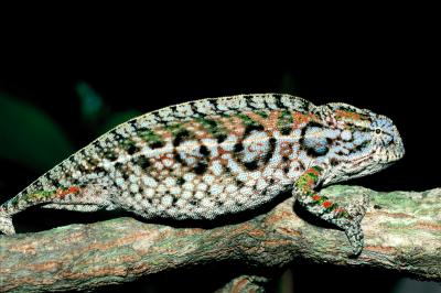 <i>Furcifer lateralis</i>