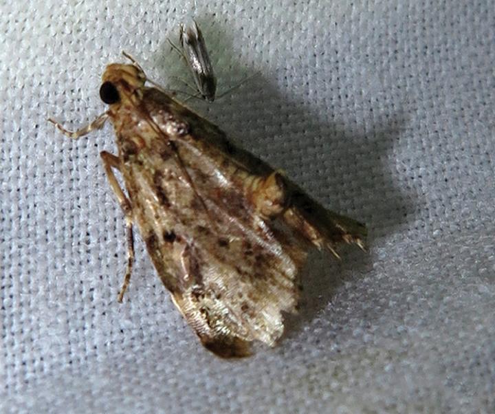 Newly Discovered Snout Moth Species <i>Androconia rallusa</i>