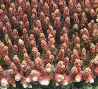 Staghorn Coral Close-up