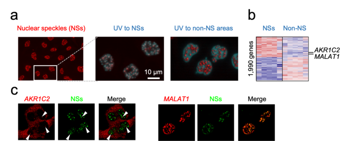 PIC for the nuclear speckles