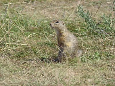 <i>Spermophilus citellus</i>
