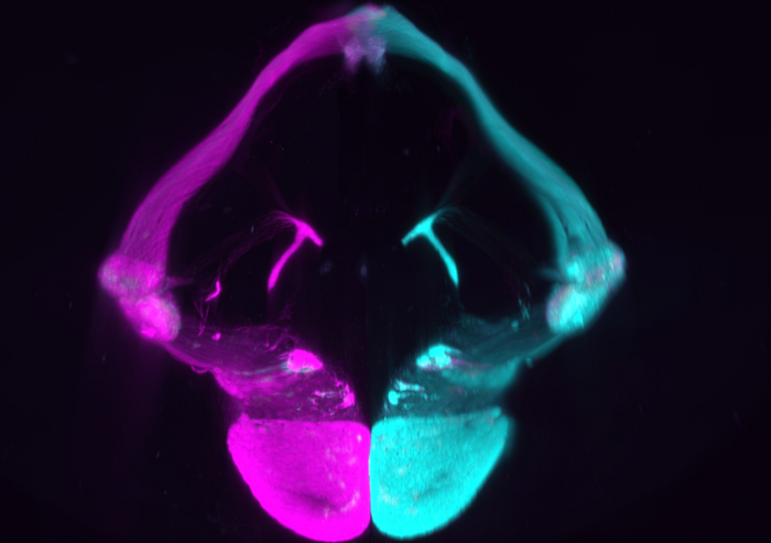 Dorsal view of a P15 3D-rendered brain showing visual projections from the right and left eye_