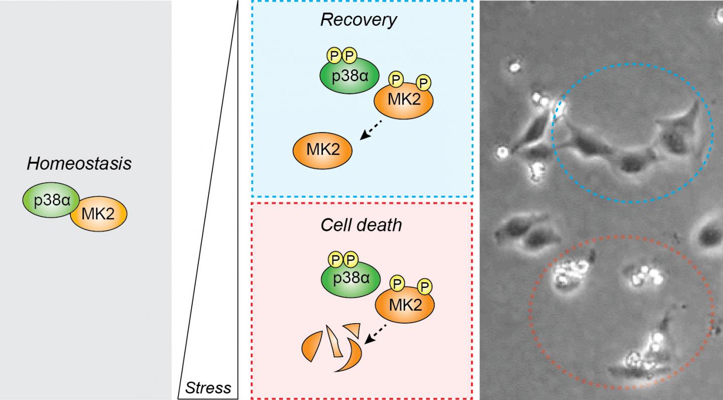 p38-MK2 pathway