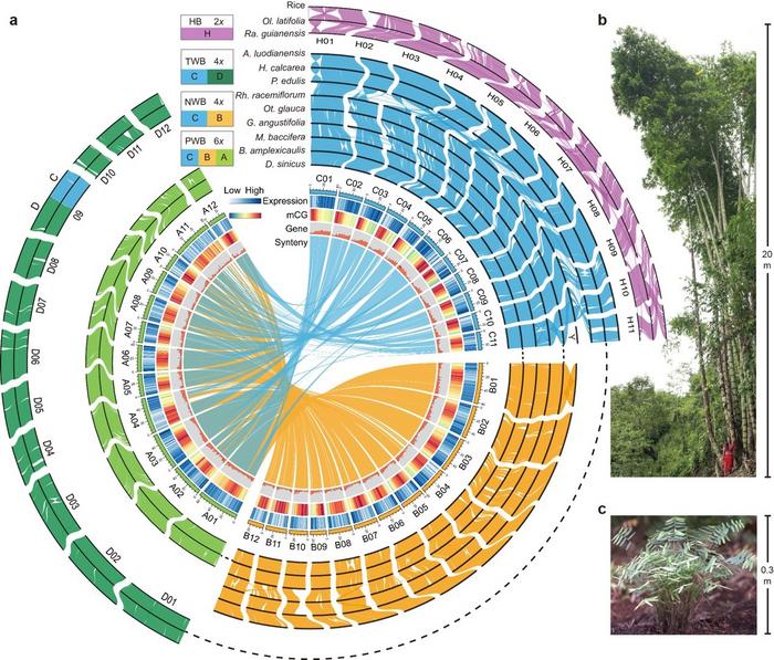 Overview of syntenic landscape of sequenced genomes of two herbaceous bamboos and three representative species