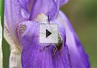 Cleaning out Pollen Shells