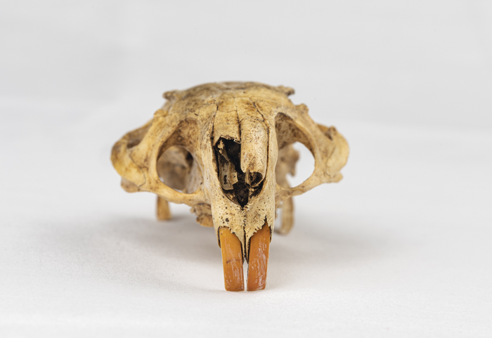 Rodent skull