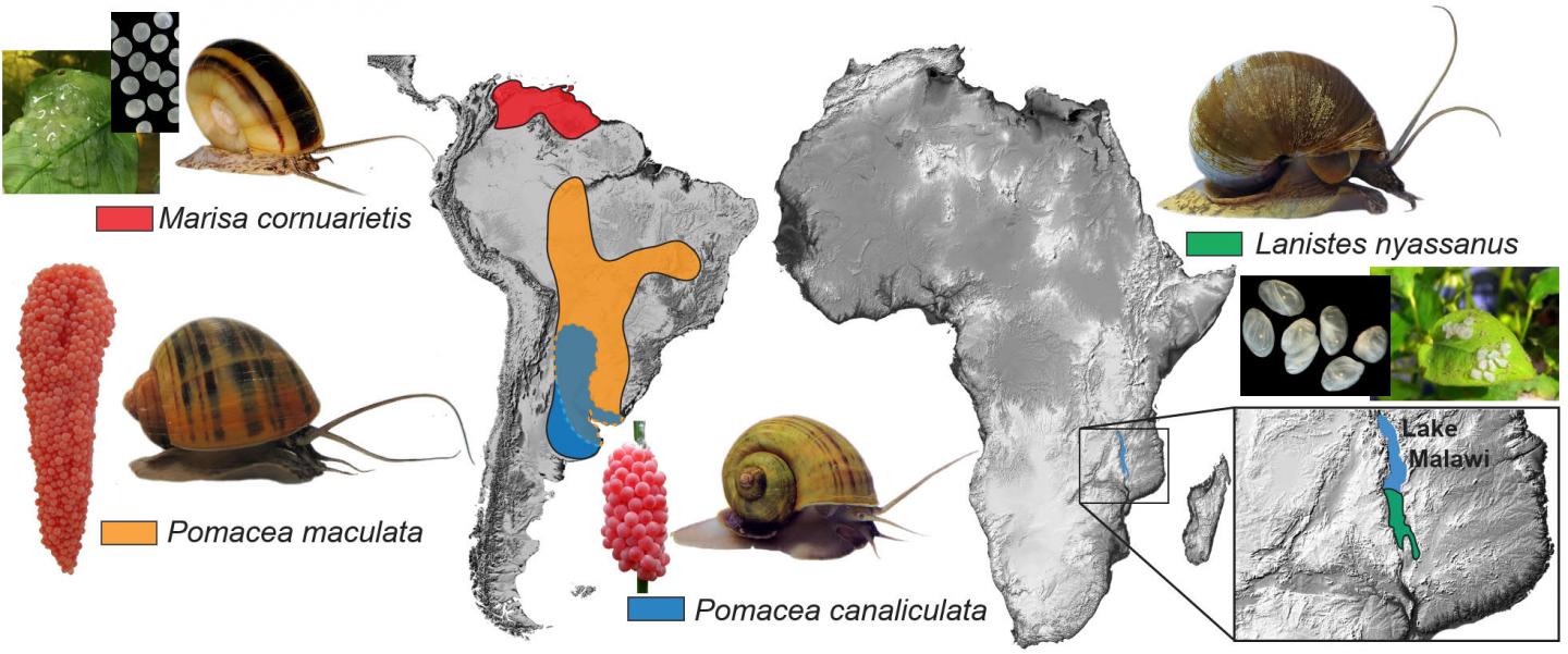 Native Range of the Four Apple Snail Species