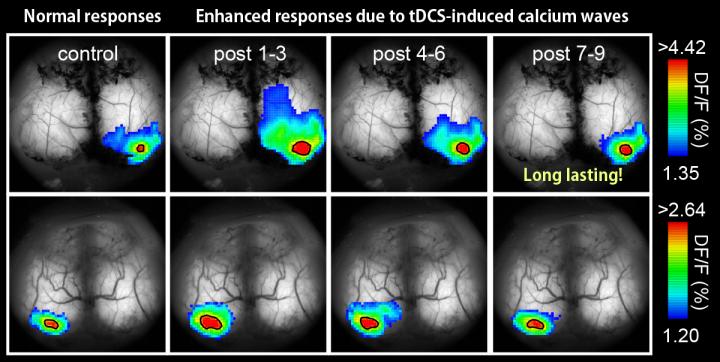 tDCS Enhances Responses to Visual Flashes