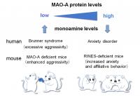 Relationship between MAO-A Protein Levels and Neurological Symptoms in Humans and Mice
