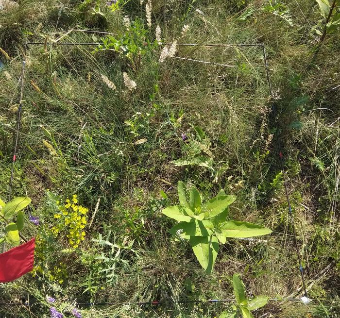 Native sand grassland species and invasive Asclepias syriaca in a field restoration experiment