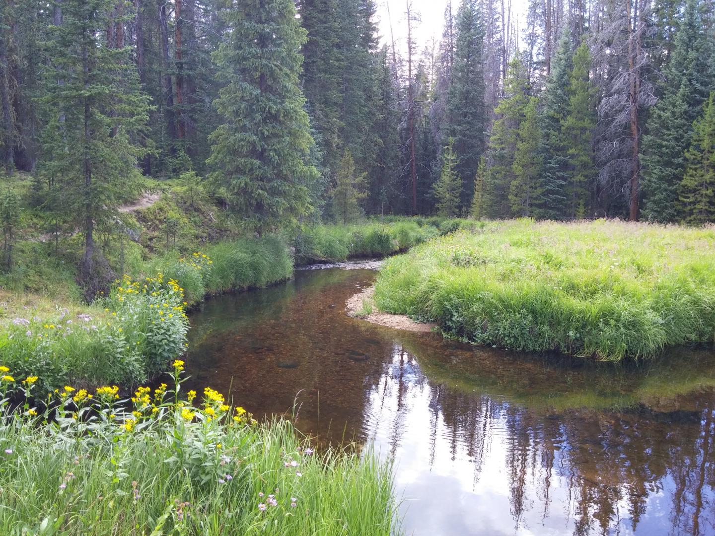 Forested Stream in Rocky Mountain National Park, Colo.