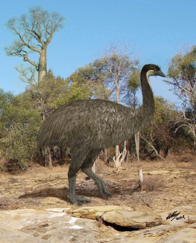 New Twist in Evolution of Flightless Birds (2 of 2)