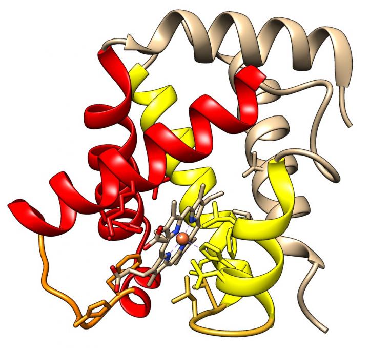 Hemoglobin Protein
