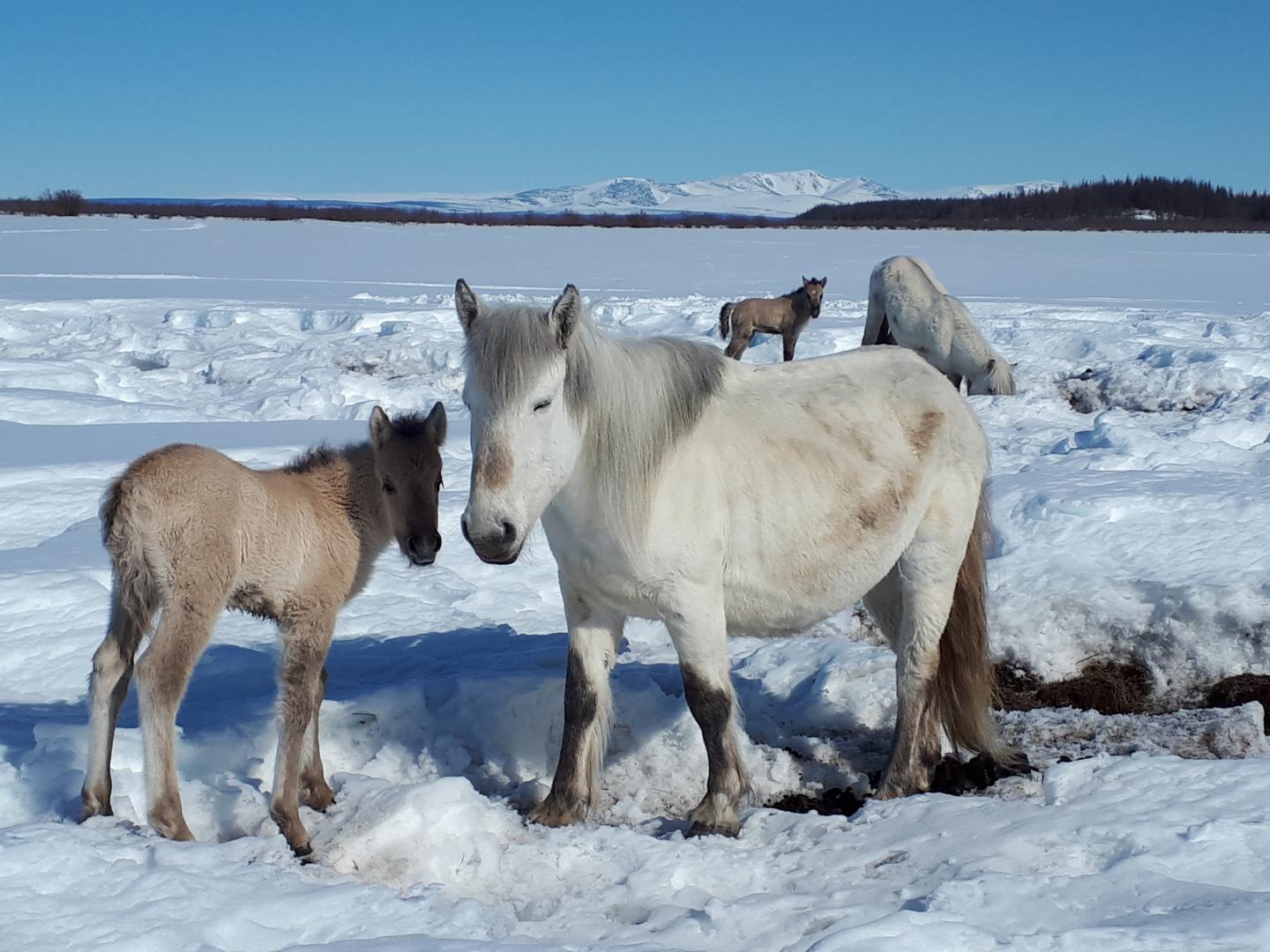 Horses Compressing the Snow