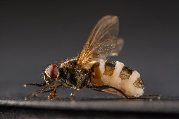 Fly infected by fungus