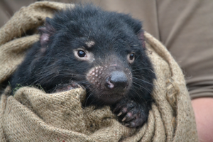 Tasmanian devil (Freycinet, Tasmania)