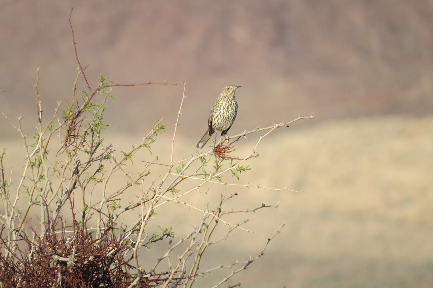 Adult Sage Thrasher