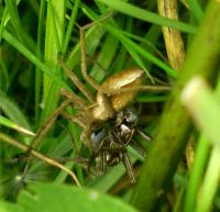 Nursery Web Spiders Field