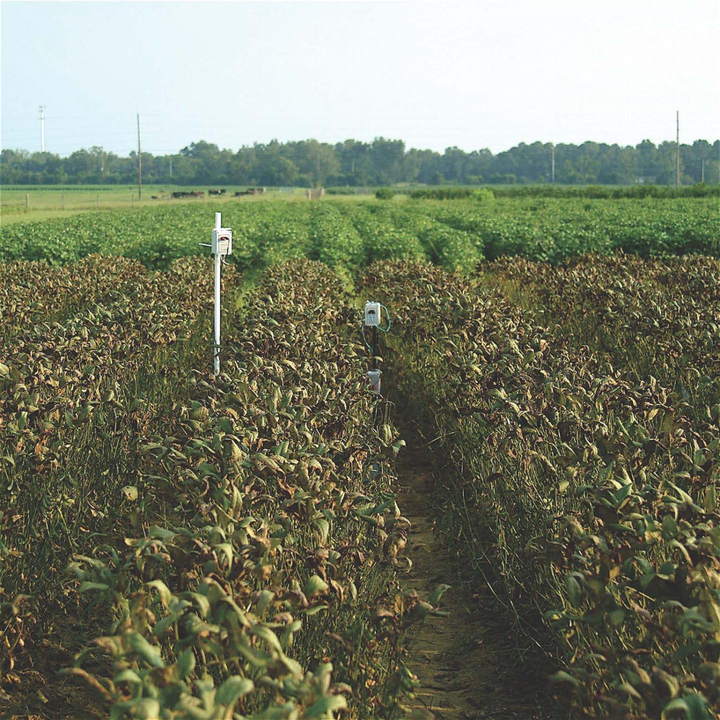 Soybean Rust-Infected Plants in Florida