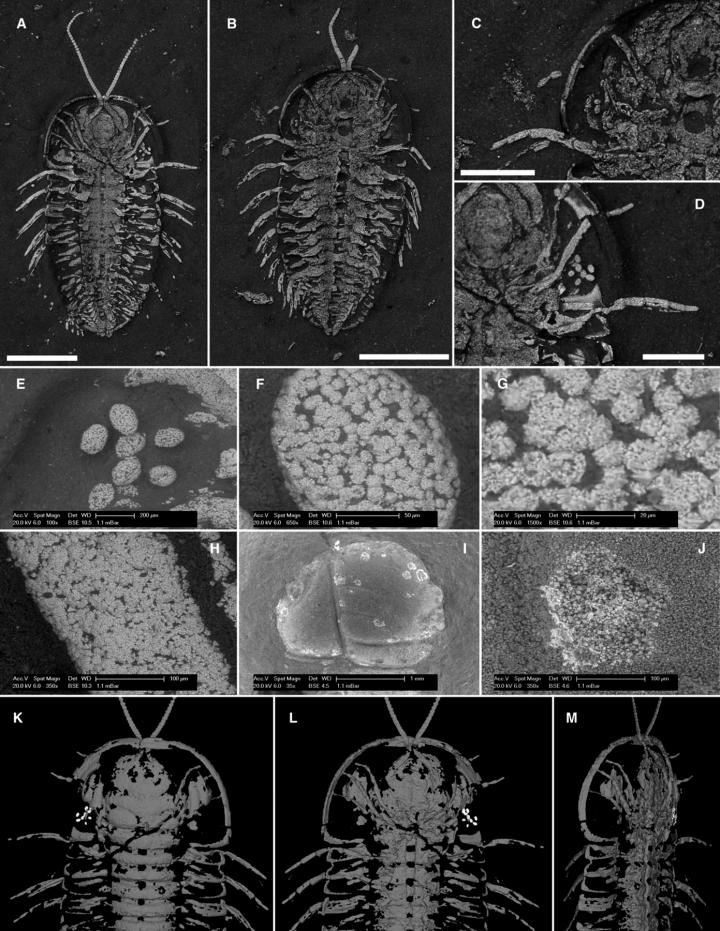 Pyritized Trilobite Specimens