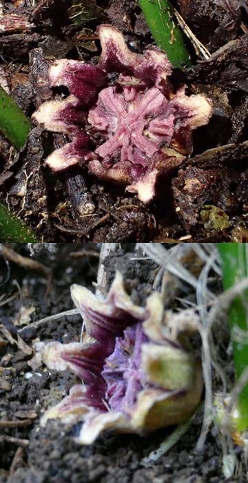 Flower Attracts Insects by Pretending to be a Mushroom (Fig 2)