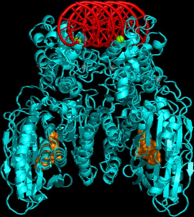 3-D structure of CBASS