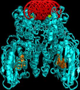 3-D structure of CBASS