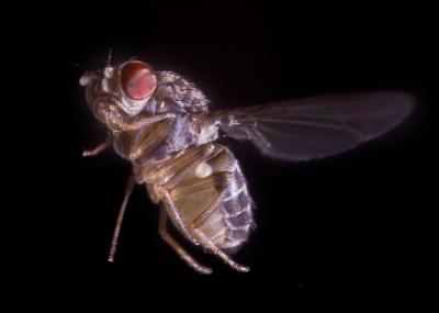 Fruit Fly in Flight