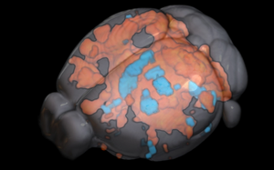 Mouse brain as seen by fMRI