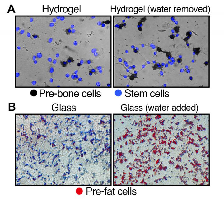 Effects of Water on Stem Cell Fate