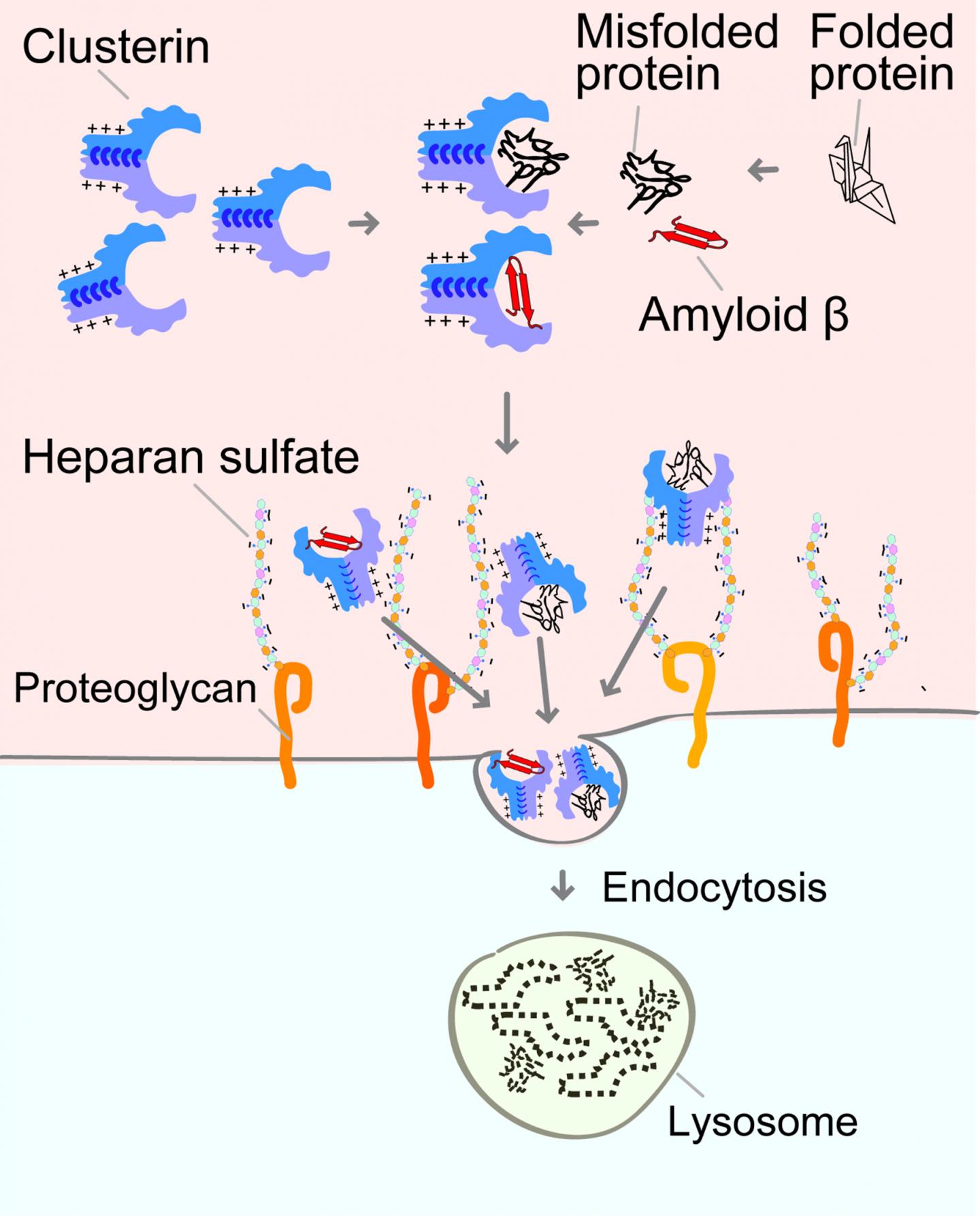 A New Quality Control System for Extracellular Proteins