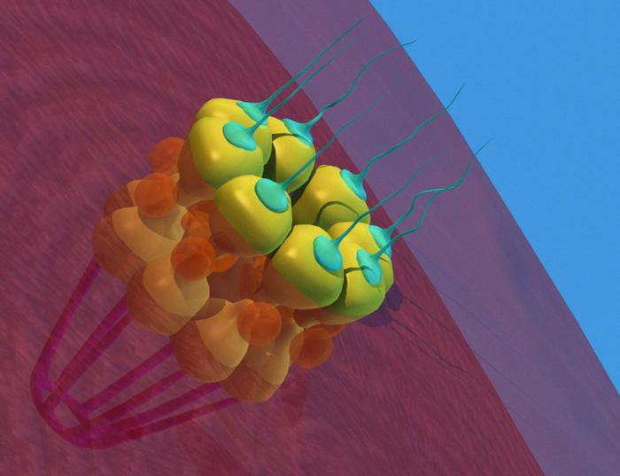 How a protein component of nuclear pore complexes regulates development of blood cells and may contribute to myeloid disorders.