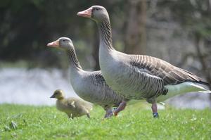 Greylag geese