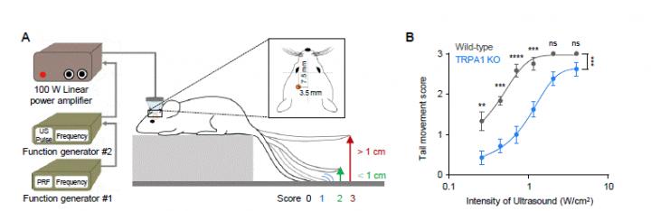 Figure 2 TRPA1  Mediates LILFU-Induced Neuromodulation and Motor Behavior