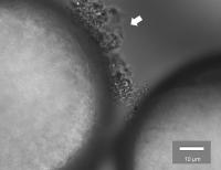Microscopic View of Biofilm