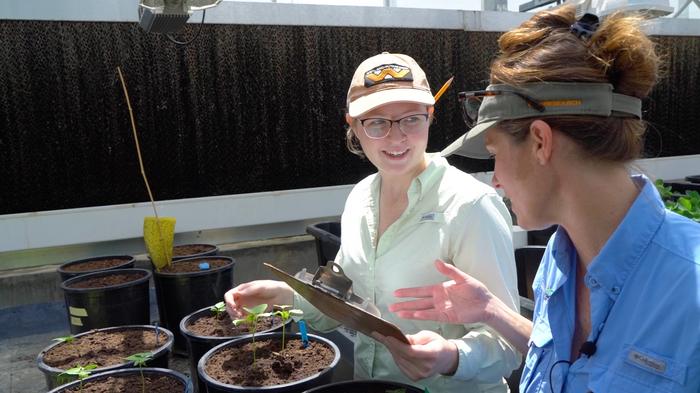 Heather Kelly (right) and Claire Cooke (left), UT Department of Entomology and Plant Pathology