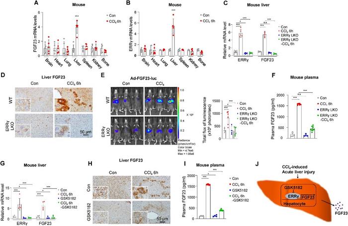 CCl4-induced acute liver injury increases FGF23 gene expression and secretion in mouse liver through ERRγ.