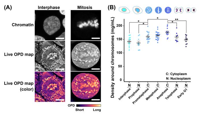 OPD maps of living cells and rise in molecular density at mitosis