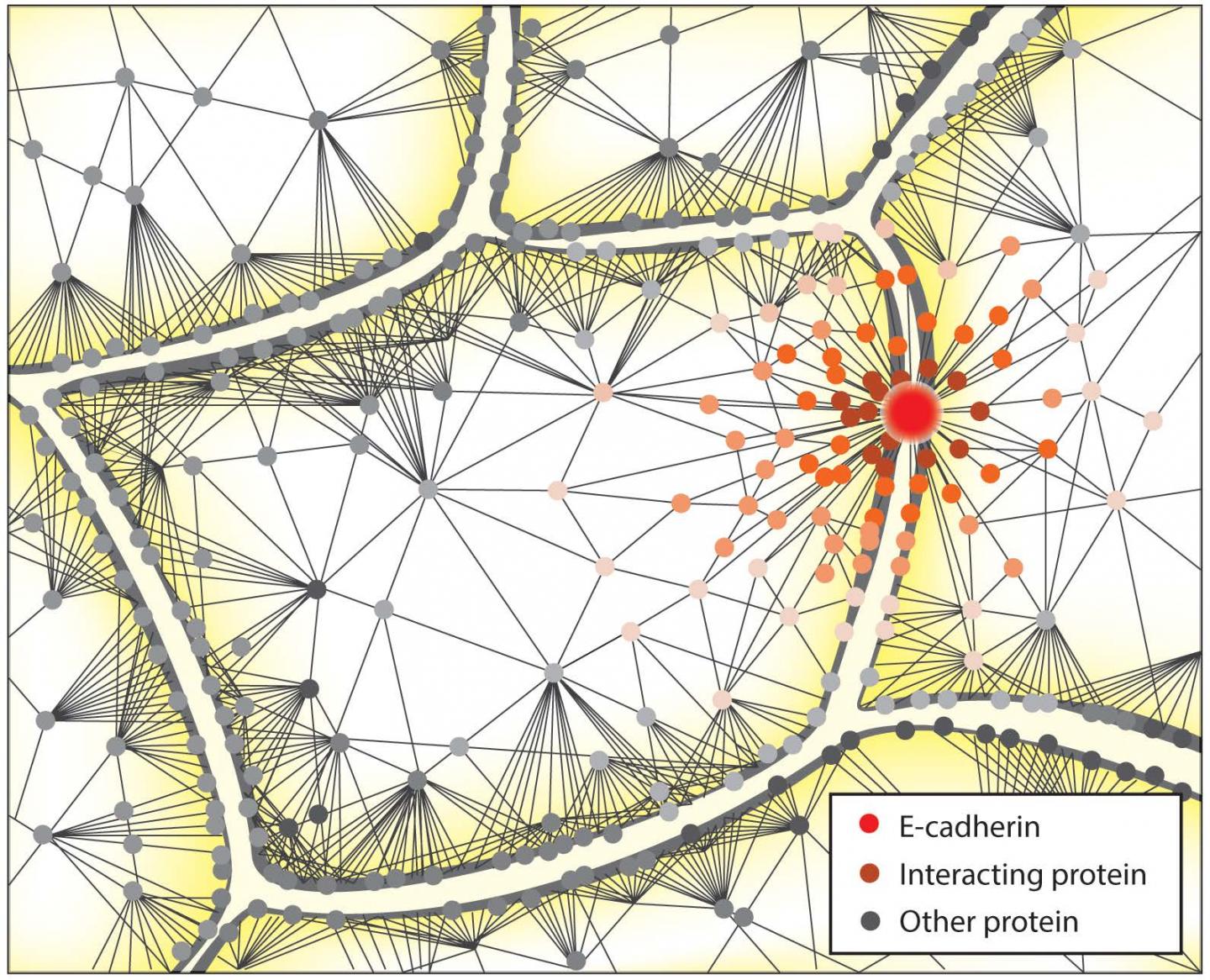 E-Cadherin and Interactome Proteins