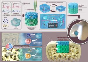 Schematic of the improved healing of osteochondral defects characterized by the development of hyaline cartilage and quality subchondral bone using an ECM-inspired natural scaffold.