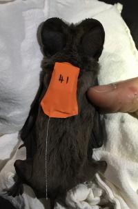 Bat with tag