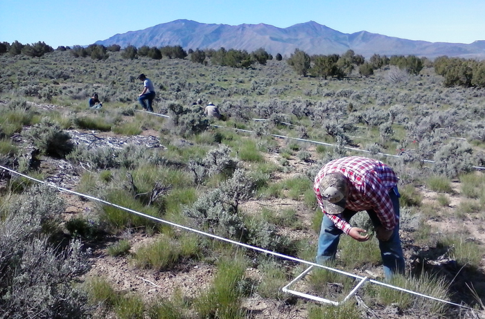 Researchers are measuring plants where the juniper have been cut.