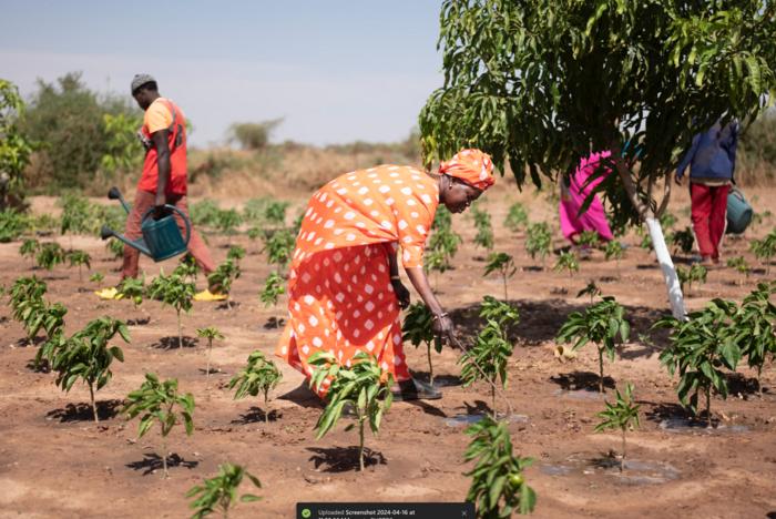 Empowering smallholder farmers through sustainable agriculture