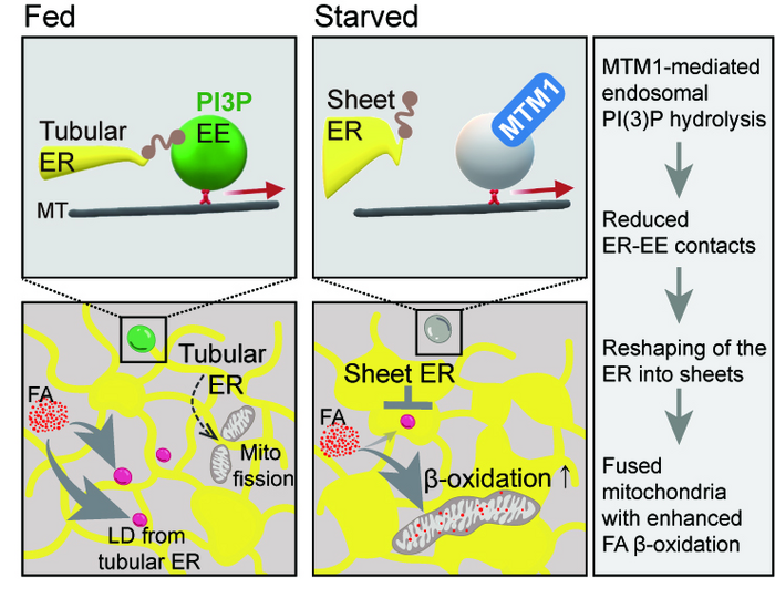 Role of MTM1-mediated endosomal PI(3)P signaling in mitochondrial metabolic rewiring via reshaping the ER in response to starvation