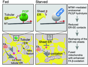 Role of MTM1-mediated endosomal PI(3)P signaling in mitochondrial metabolic rewiring via reshaping the ER in response to starvation